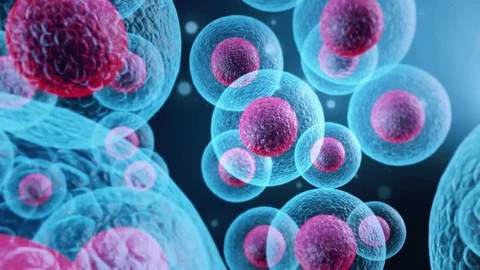 How Are Hormone Balance and the Immune System Connected?