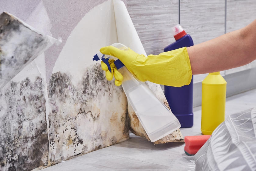 How Fast Plumbing Repairs and Mold Removal Work Together to Protect Your Home