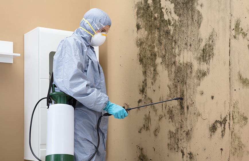 Stop Mold in Its Tracks: The Complete Guide From Detection to Remediation