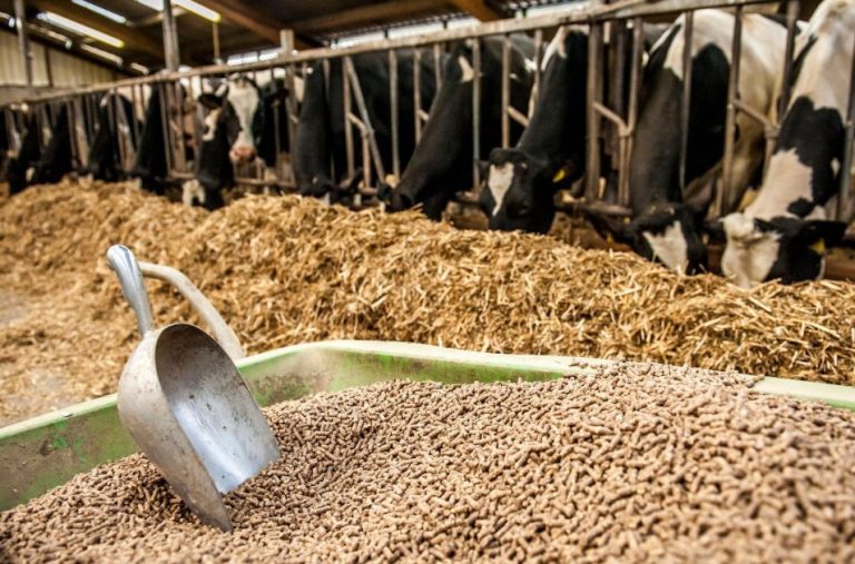 Why Natural Matters: Revolutionizing How You Manage Animal Feed Ingredients