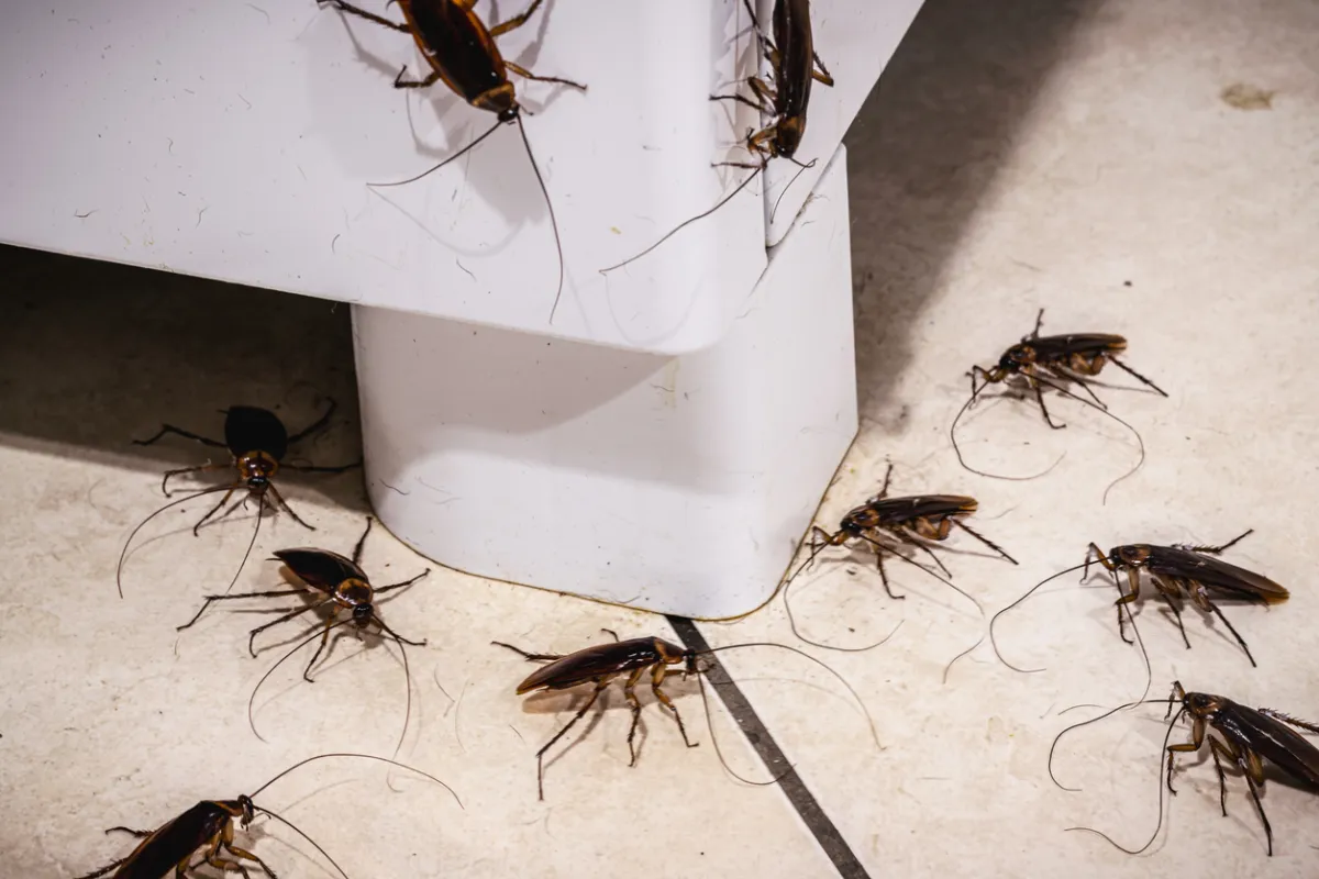 Are cockroaches more likely to spread in tightly built residential communities?